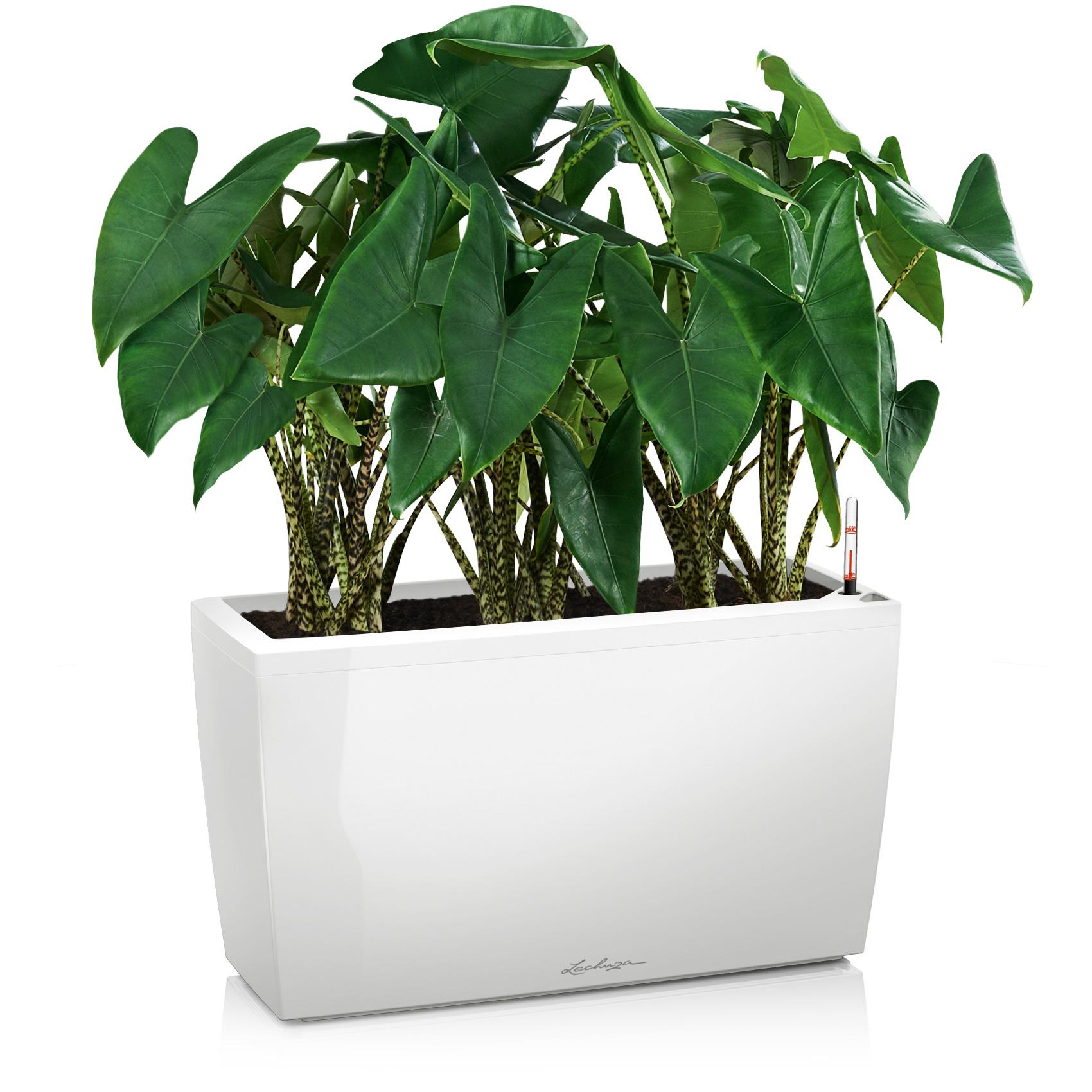CARARO white high-gloss
